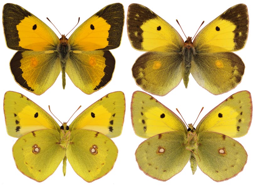  Colias croceus croceus (Geoffroy in Fourcroy, 1785). Фото: © Валентин Тихонов. Самец:4.11.2008, Дагестан, окрестности Махачкалы, Сарыкум. Собрал В. В. Тихонов. Самка: 8.11.2007, Дагестан, окрестности Махачкалы, Сарыкум. Из яйца. Собрал В. В. Тихонов. 